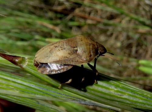 Réf. 233 513 : Eurygaster maura